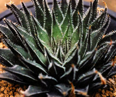 カクタスニシ Cactus and Succulent