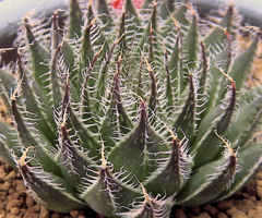 カクタスニシ Cactus and Succulent