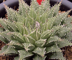 カクタスニシ Cactus and Succulent