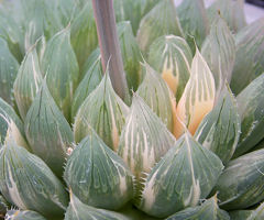 カクタスニシ Cactus And Succulent