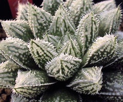 カクタスニシ Cactus and Succulent