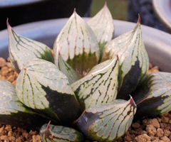 流紋コンプトx 池田般若　ハオルチア　多肉植物