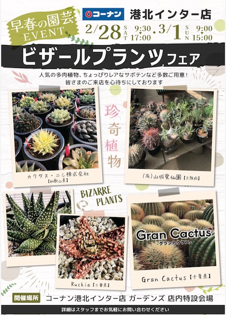 カクタスニシ Cactus and Succulent
